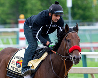 Preakness favorite Nyquist, with Jonny Garcia aboard, and trained by Doug O'Neill, gallops at Pimlico Race Course in Baltimore, Maryland.