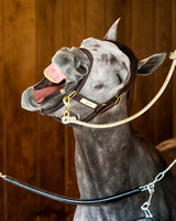Destin, trained by Todd Pletcher, yawns in his stall after completing morning exercise in preparation for the Kentucky Derby at Churchill Downs in Louisville, Kentucky.