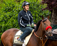 Preakness favorite Nyquist, with Jonny Garcia aboard, and trained by Doug O'Neill, before morning exercise at Pimlico Race Course in Baltimore, Maryland.