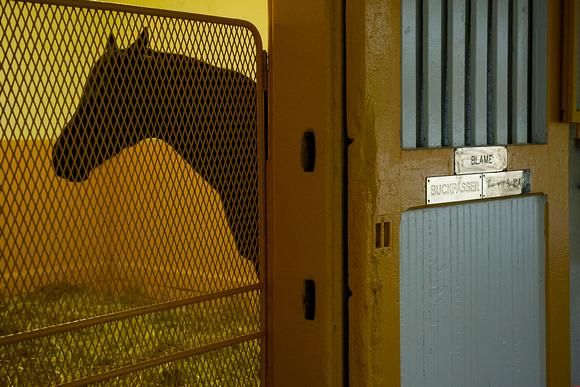 Blame, Breeders' Cup Classic winner, stands at Claiborne Farm in Paris, Kentucky.