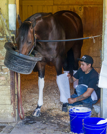Belmont Stakes contender Stradivari, trained by Todd Pletcher, gets his legs wrapped after morning preparation for the Belmont Stakes at Belmont Park in Elmont, New York.