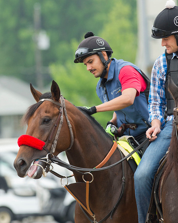 Exercise rider Jonny Garcia soothes Kentucky Derby favorite Nyquist before jogging over the track at Churchill Downs.