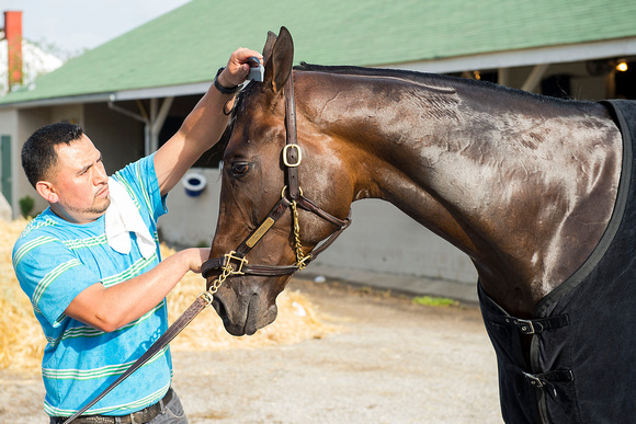 Outwork, trained by Todd Pletcher, is groomed after completing morning exercise in preparation for the Kentucky Derby at Churchill Downs in Louisville, Kentucky.