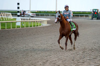 In his final career start, 2016 Horse of the Year California Chrome gallops back after running 9th in the 2017 Pegasus World Cup Invitational at Gulfstream Park.