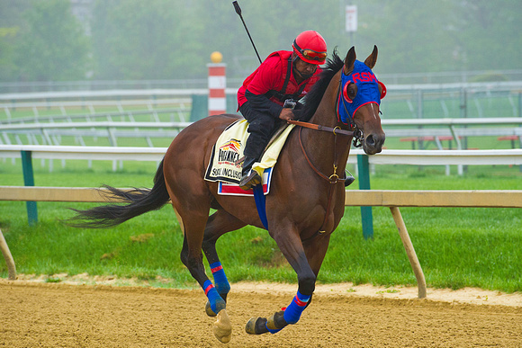 Social Inclusion gallops at Pimlico Race Course in Baltimore, Maryland in preparation for the 139th Preakness Stakes.