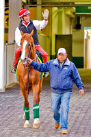 California Chome enters the paddock at Churchill Downs for schooling in preparation for the 140th Kentucky Derby.