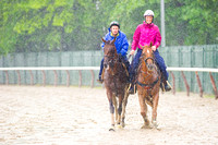 Belmont Stakes 146 contender Samraat returning from a jog around the sloppy track at Belmont Park in New York.