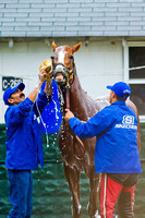Belmont Stakes 146 and Triple Crown contender California Chrome plays during his morning bath after completing morning exercises at Belmont Park in New York.