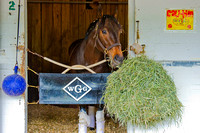 Kentucky Derby 140 contender Ride On Curlin munches on his hay ball.