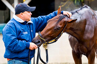 Kentucky Derby 140 contender Samraat with his groom after his bath at Churchill Downs in Louisville, Kentucky.