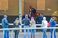 Belmont Stakes and Triple Crown contender California Chrome schools in the paddock as connections look on at Belmont Park in New York.