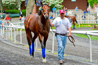 Derby Trial winner Embellishing Bob schools in the paddock in preparation for the Woody Stephens Stakes on Belmont Stakes day at Belmont Park in New York.
