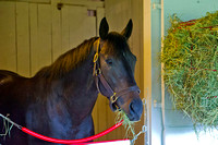 Kentucky Derby 140 contender Dance With Fate enjoys a hay snack at Churchill Downs in Louisville, Kentucky.