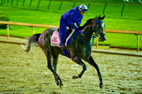 Fiftyshadesofgold stretches her legs in preparation for the Eight Belles stakes on the 140th Kentucky Oaks undercard.