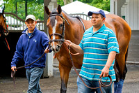 Normandy Invasion schools in the paddock in preparation for the Metropolitan Handicap on Belmont Stakes day at Belmont Park in New York.