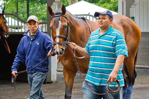 Normandy Invasion schools in the paddock in preparation for the Metropolitan Handicap on Belmont Stakes day at Belmont Park in New York.