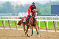 Belmont Stakes and Triple Crown contender California Chrome puts in his daily gallop around the Belmont Park race track in New York.