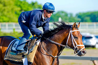 Commissioner breezed 4 furlongs on the Belmont Park training track in preparation for the 146th Belmont Stakes.