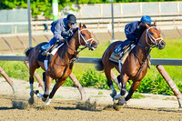 Commissioner (r) works in company with Matterhorn (l) on the Belmont Park training track in preparation for the 146th Belmont Stakes.