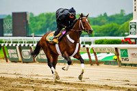 Belmont Stakes 146 contender and Kentucky Derby 140 runner up Commanding Curve, gallops at Belmont Park in New York.