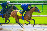 Hoppertunity worked in company with stablemate Drill, in preparation for the 140th Kentucky Derby.