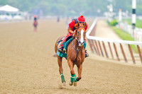 Belmont Stakes and Triple Crown contender California Chrome puts in his daily gallop around the Belmont Park race track in New York.