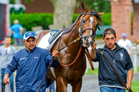 Real Solution schools in the paddock in preparation for the Knob Creek Manhattan Stakes on Belmont Stakes day at Belmont Park in New York.