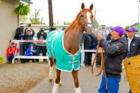 California Chrome arrives at his new home at Churchill Downs to prepare for the 140th Kentucky Derby.